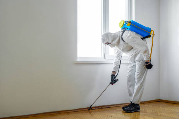 Best Flea Control Services  in South St Paul, MN